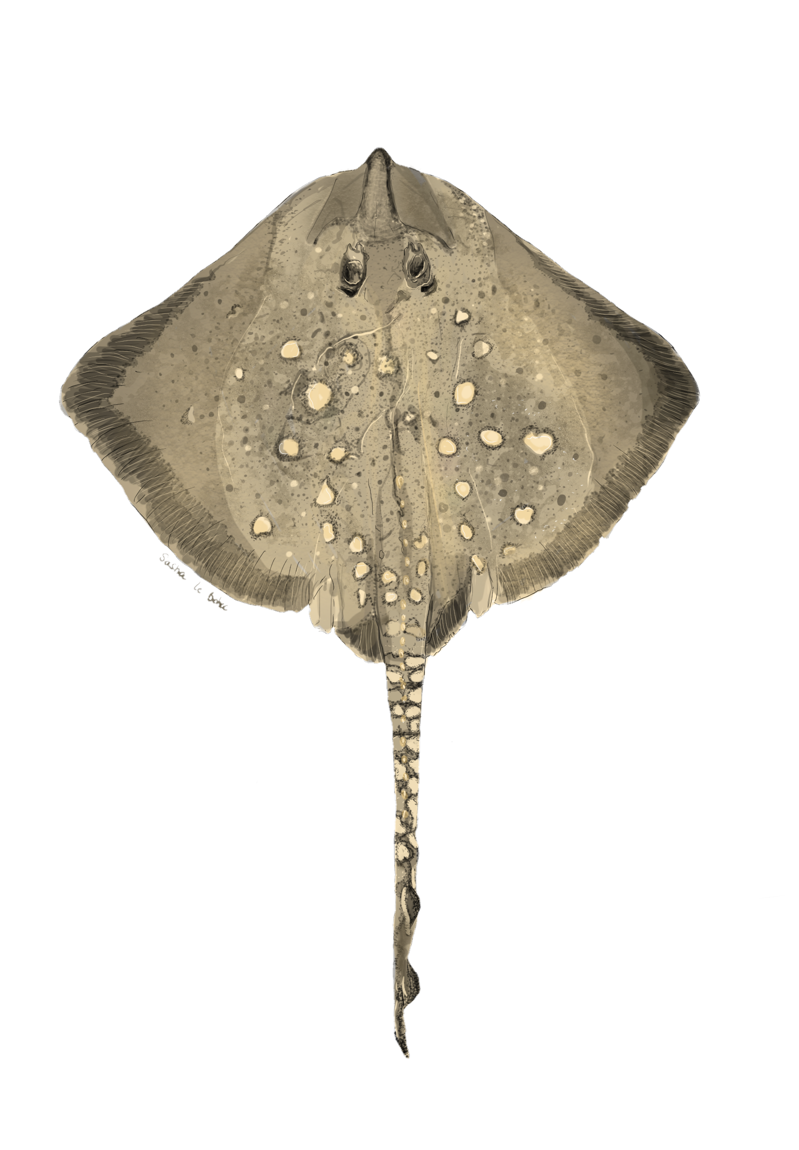 Raja clavata — Raie bouclée, illustration naturaliste par Sasha Le Bohec